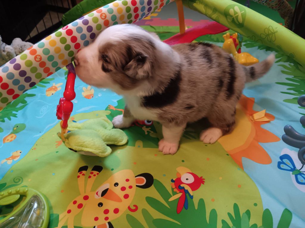 Du Berger Des Alpages - Chiots disponibles - Berger Australien