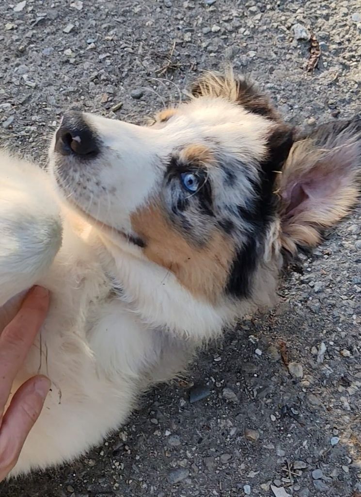 Du Berger Des Alpages - Chiots disponibles - Berger Australien