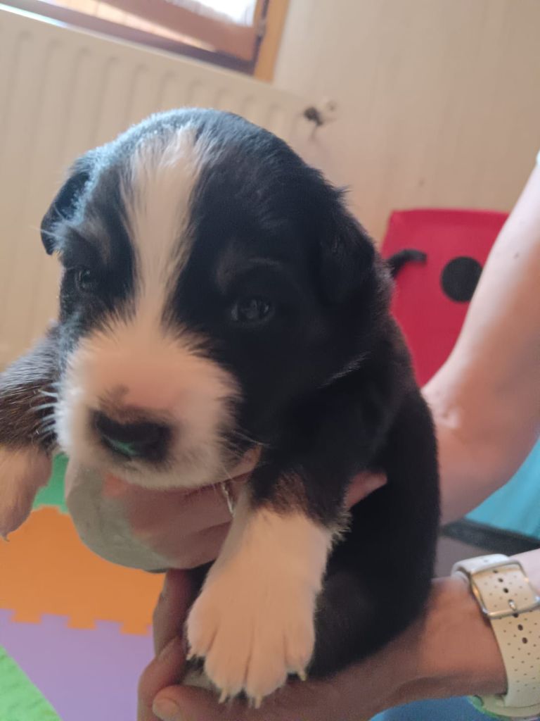 Du Berger Des Alpages - Chiots disponibles - Berger Australien