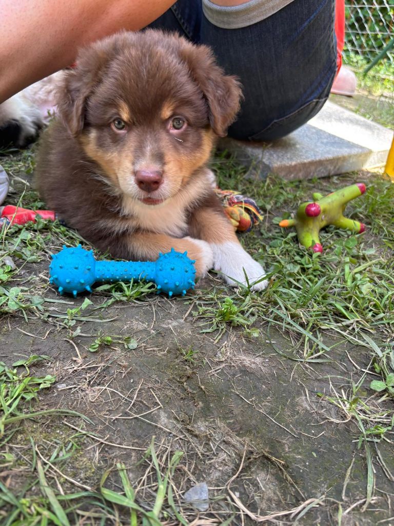 Du Berger Des Alpages - Chiots disponibles - Berger Australien