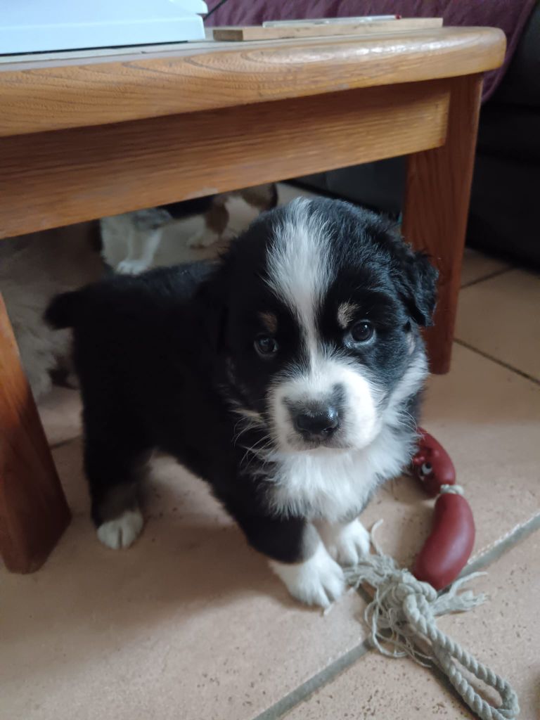 Du Berger Des Alpages - Chiots disponibles - Berger Australien