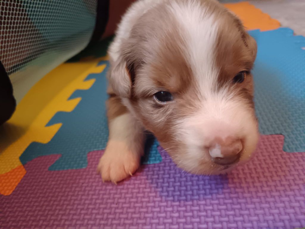 Du Berger Des Alpages - Chiots disponibles - Berger Australien